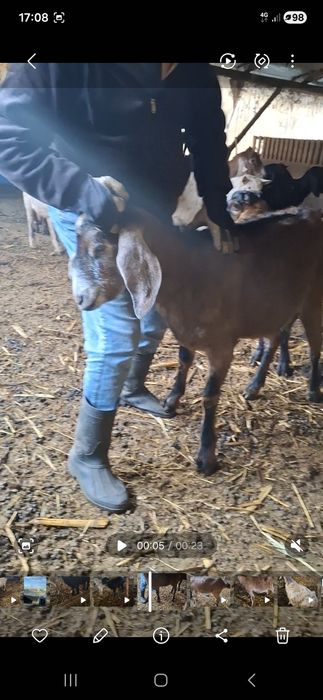 Vând capre anglonubian