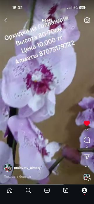 Белая орхидея высота 80-90см