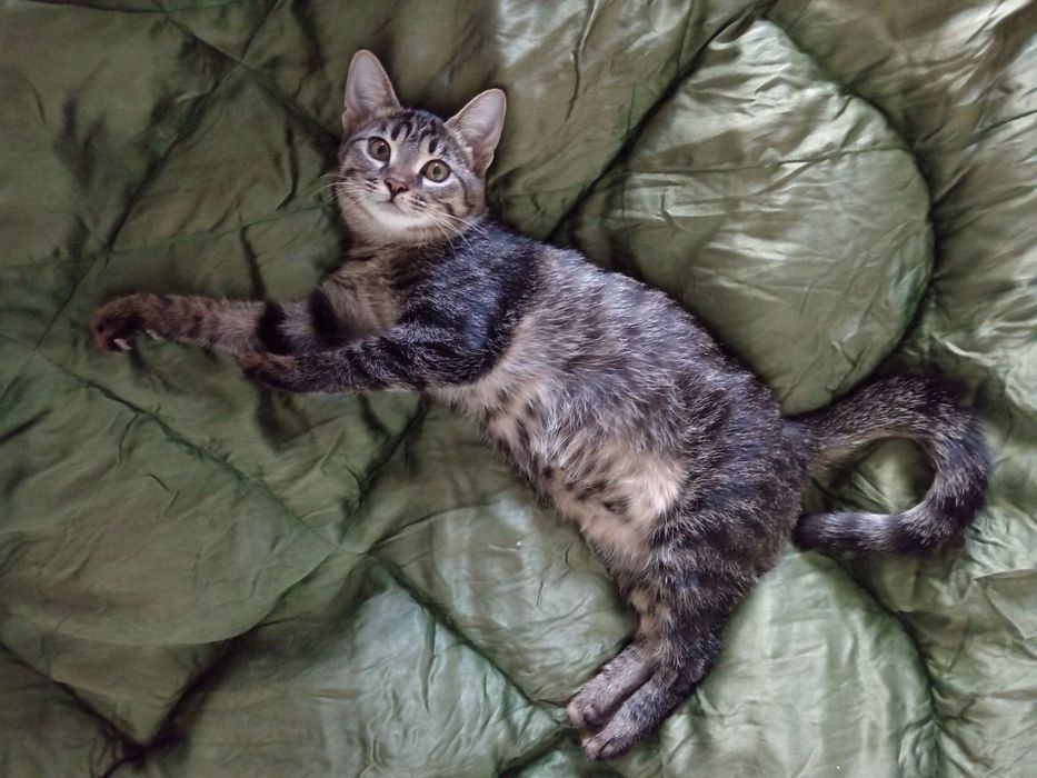 Кошка молоденькая, 4 мес, домашняя, здоровая, чистая