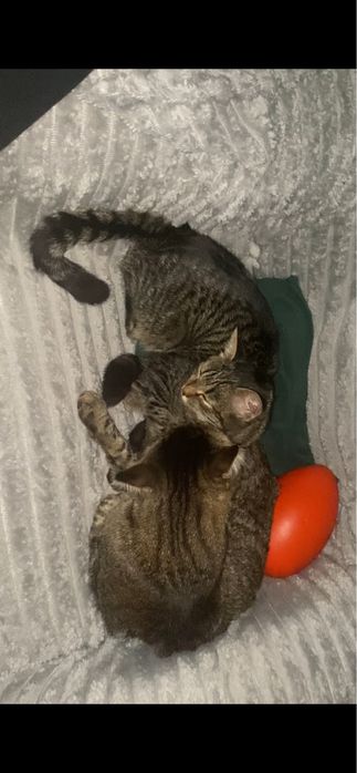 СРОЧНО отдам котенка-девочку