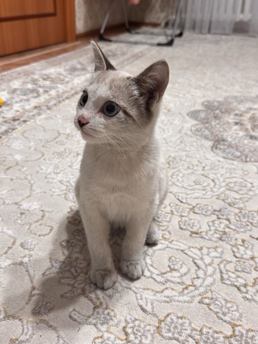 Отдам котенка (мальчик) в добрые руки