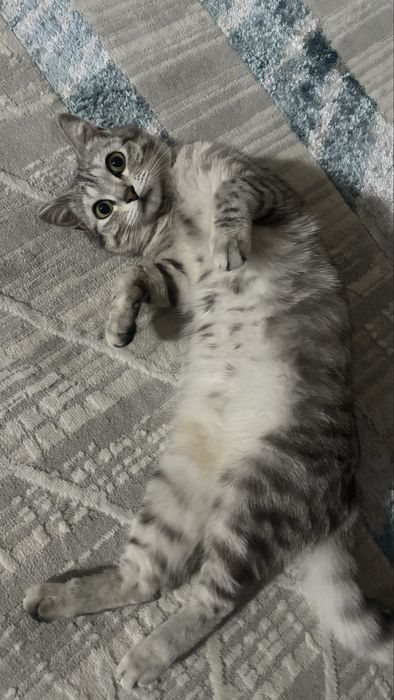 Британская короткошёрстная кошка