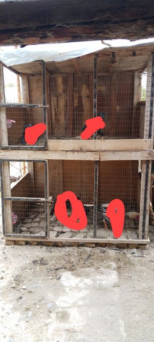 Клетка Кате сотилади