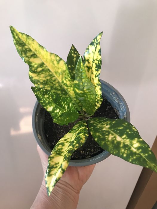 Кодиеум (кротон) Голд Сан