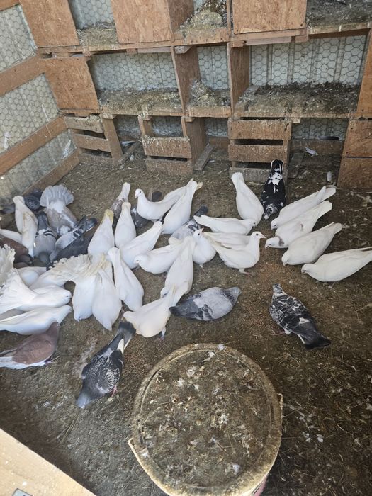 Vând porumbei voiajori