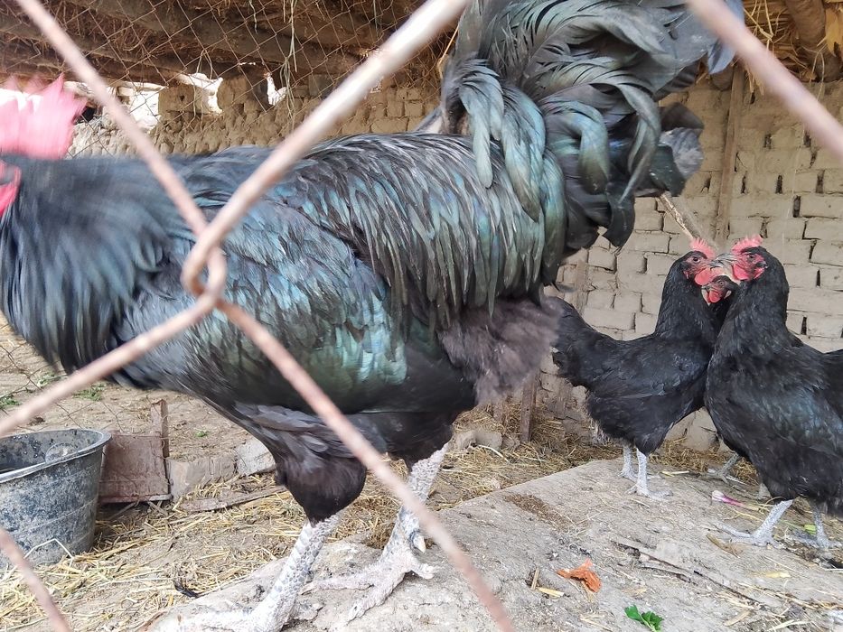 Qora Shahzoda tuxumlari