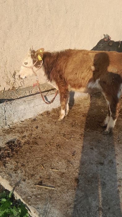 Navos sotladi soglom