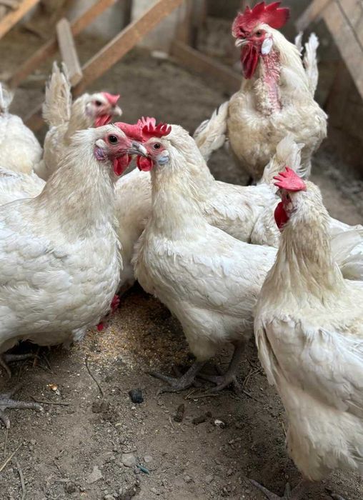 Familie de găini La Bresse