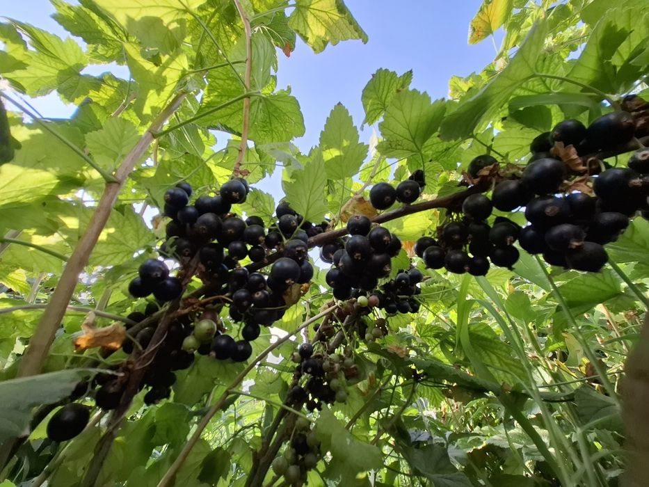 "Селеченская 2" қарақаты