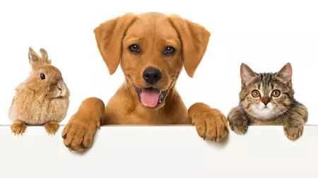 Pet sitter Timisoara