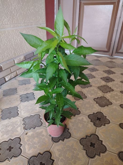 Комнатные растения, цветы, Honaki gullar, гуллар, сотилади