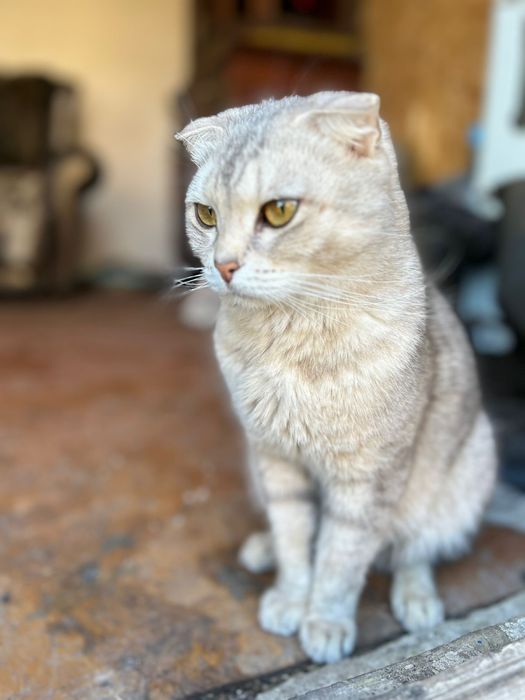 Оддам котят шотладский вислоухи