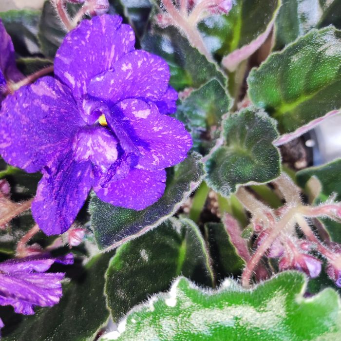 Продам фиалки разных сортов.