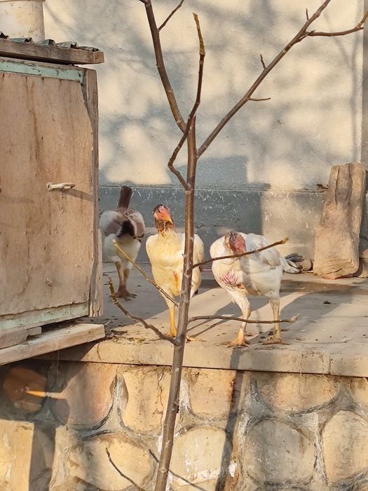 Куланги (Дакан) хўроз ва 5та товуқ сотилади зоти тоза 1ёш 6 ойлик