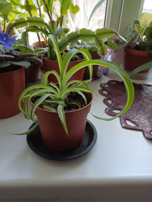 Продам хлорофитум кудрявый