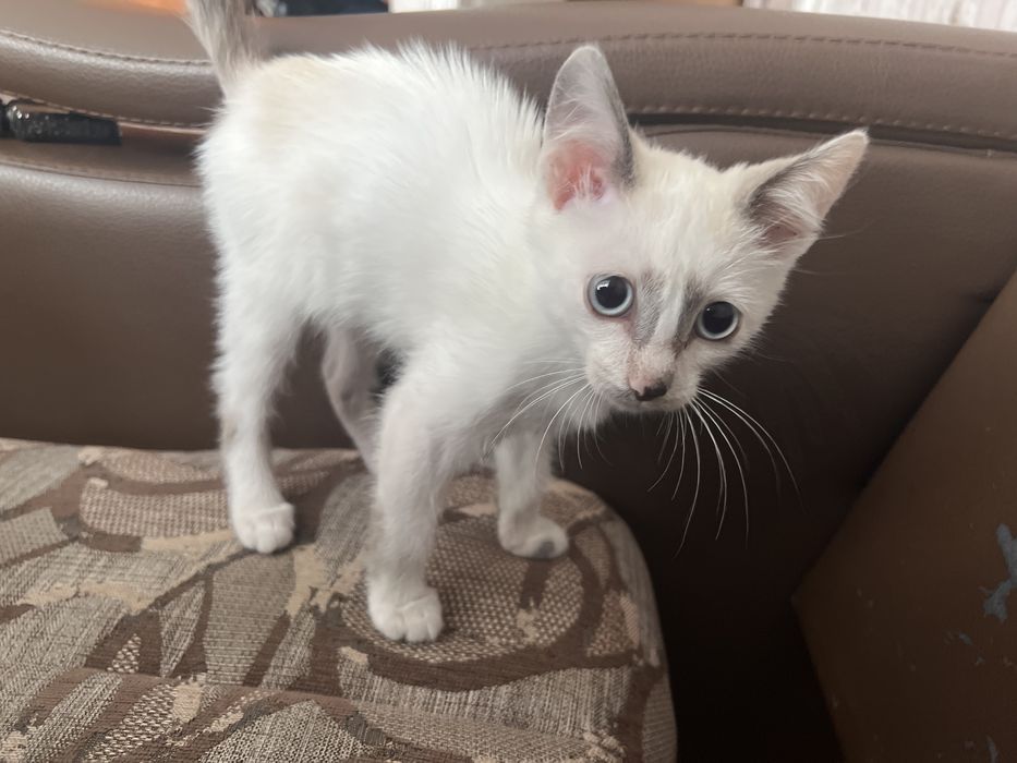 Отдам котенка в добрые руки
