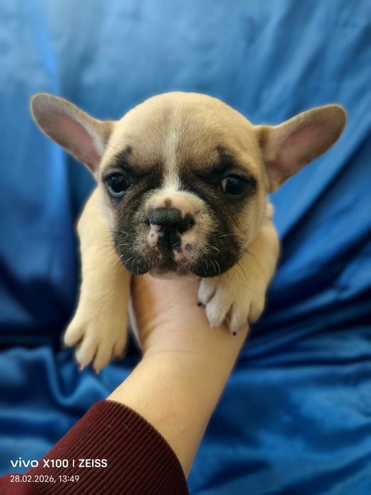 Щенки французского бульдога.