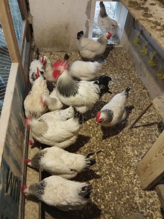 Яйцо куринное домашние