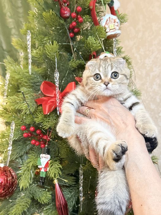 Скотиш фолд  вислаухие