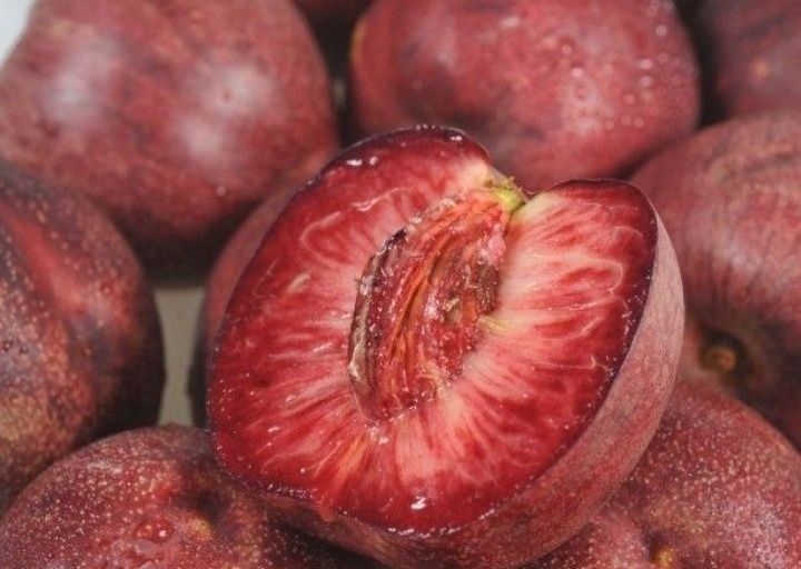 Nectarin Sanguine d'Auvergne la ghivece