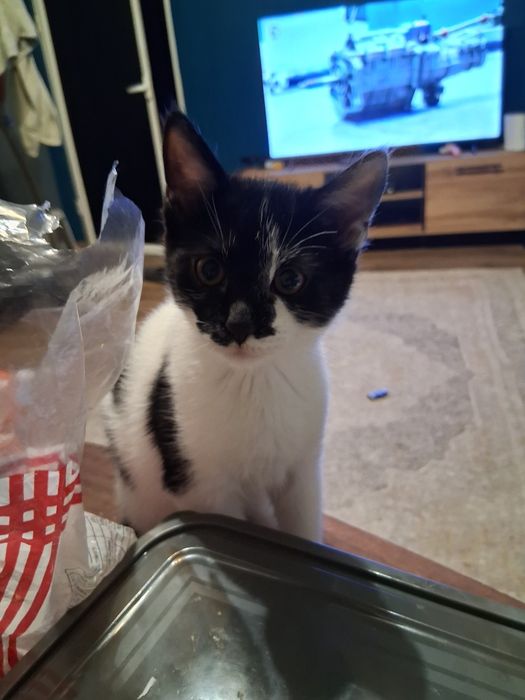 Котенца си търсят дом