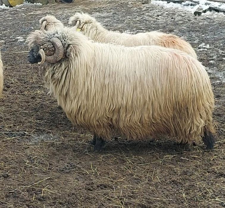 Berbec bucălău de vânzare