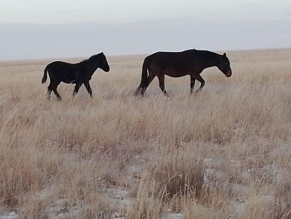 Продам 10 голов жеребят