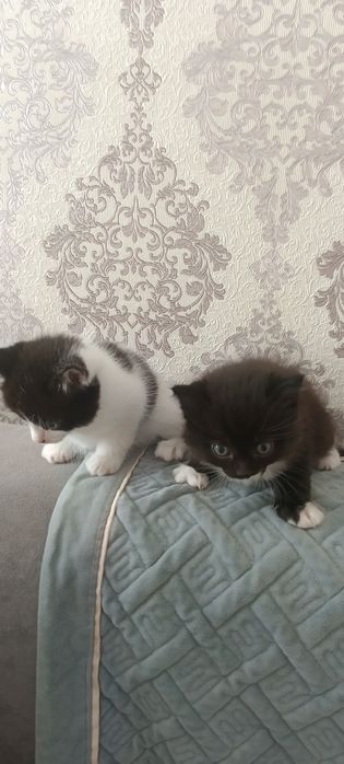 Отдам котят девочек