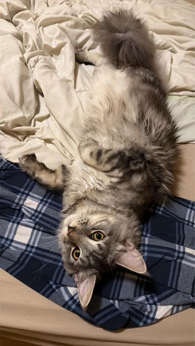 Мейн Куун мъжко коте