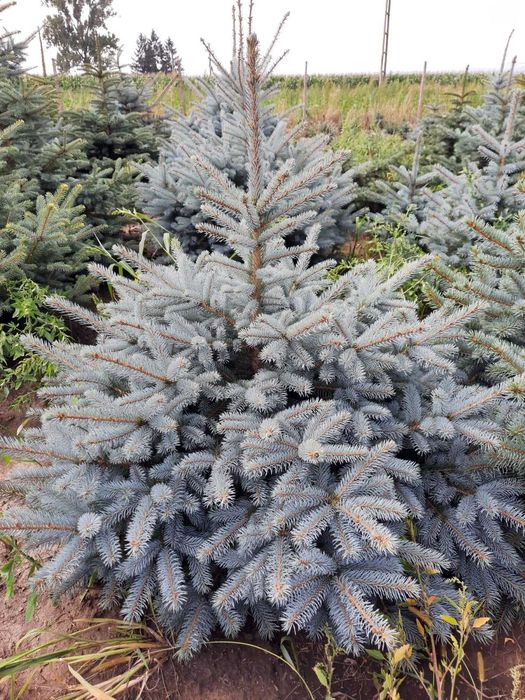 brazi argintii si normandian diferite dimensiuni pentru craciun