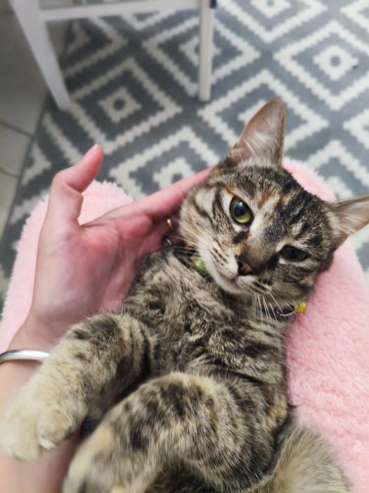 Отдам умную кошечку в добрые руки