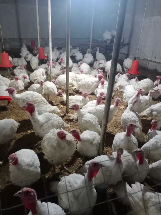 НОВЫЙ ТАШКЕНТ!!! Продается! Дача, земля под цех, коттеджный городок