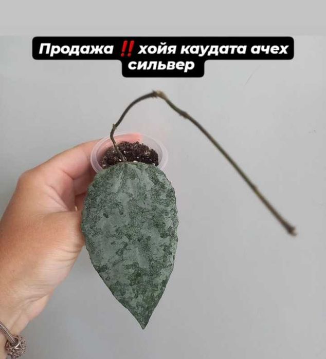 Комнатные растения хойи