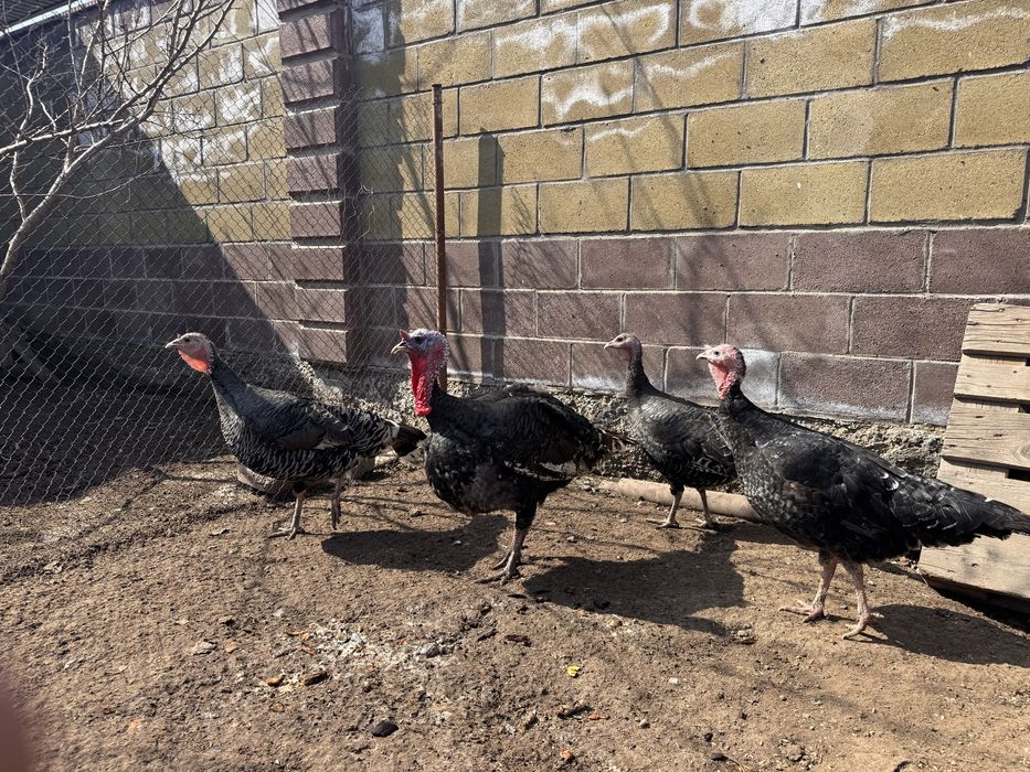 Индюк и 3 индюшки крупные