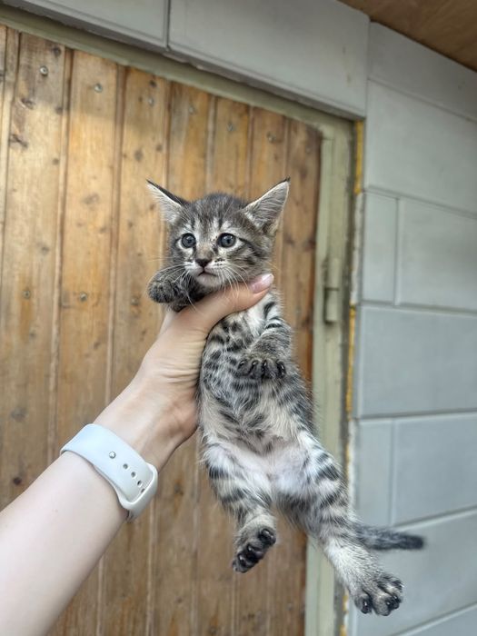 Котята в добрые руки .