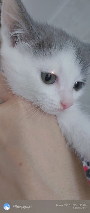 Мальчик котенок возраст 2мес