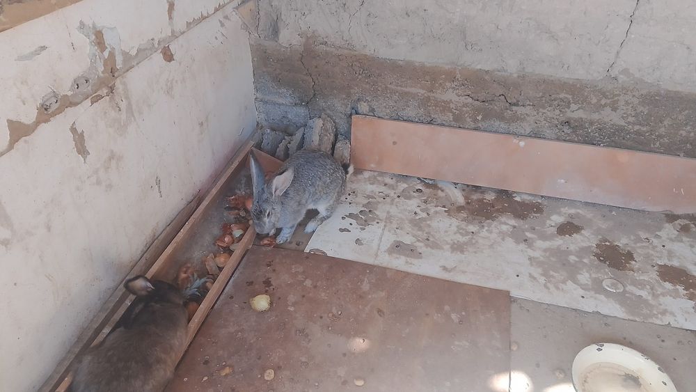 Қояндар сатылады