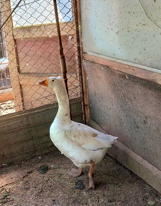 rate(70Ron) +giscan lesesc(250 Ron)