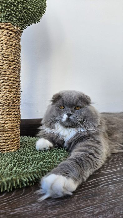 Motan Scottish Fold Long Hair