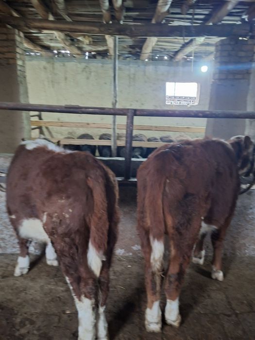 Гренфорд бузола сотилади