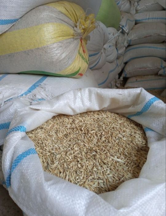 Oq arpa toza  sotiladi