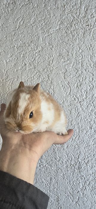 Iepuri pitici de companie