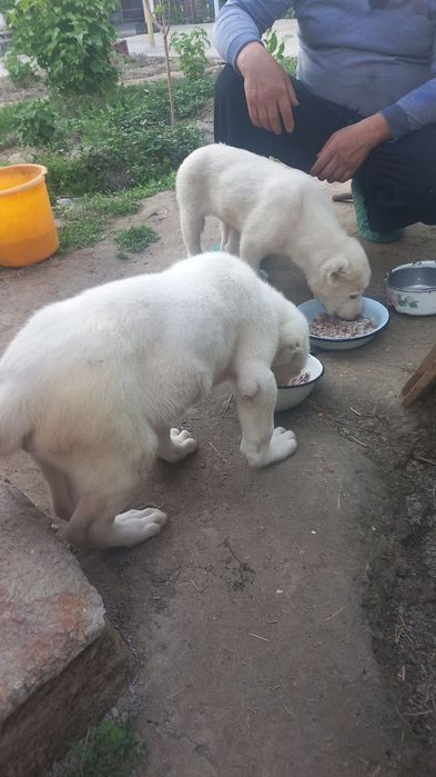 Азятский алабай 7 айлик