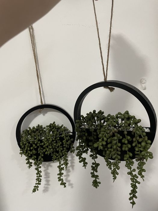 Decor plante suspendat