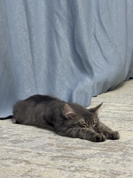 Пушистый кошка мейн кун