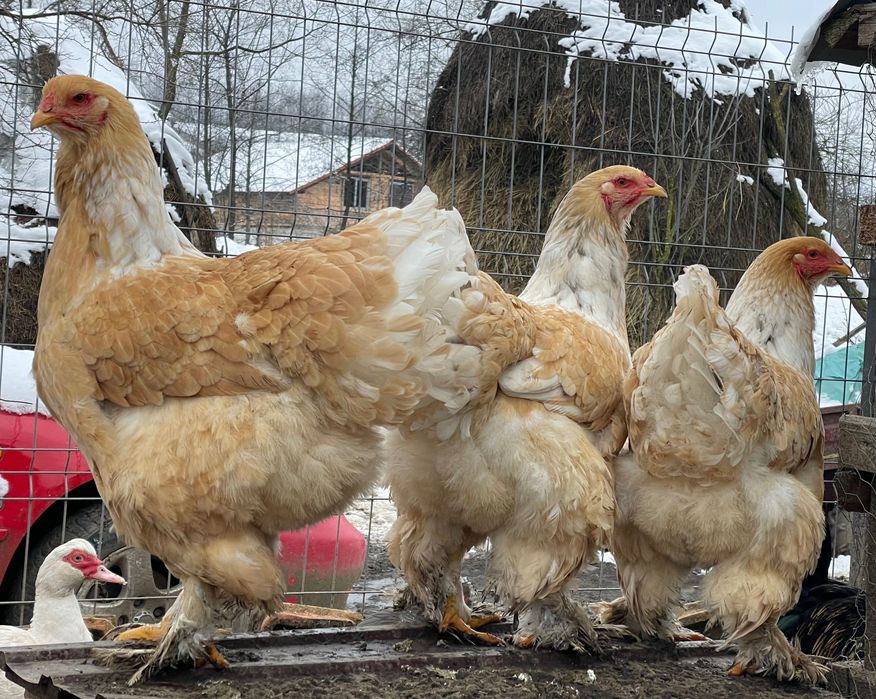 Oua de Incubat Curca Red Bourbone, Gâscă Americană, GSG, Brahma Lemon