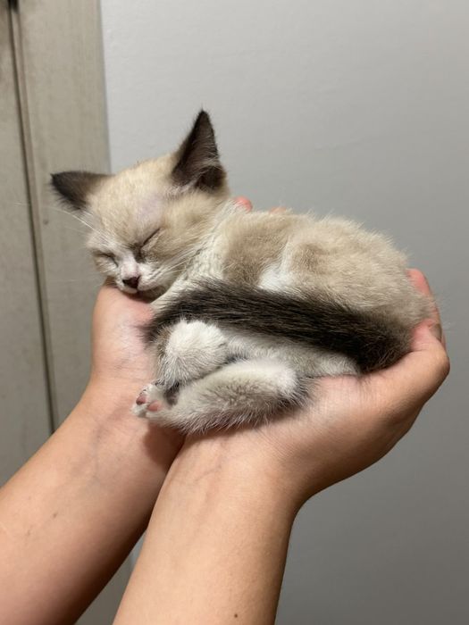 котик ищет семью