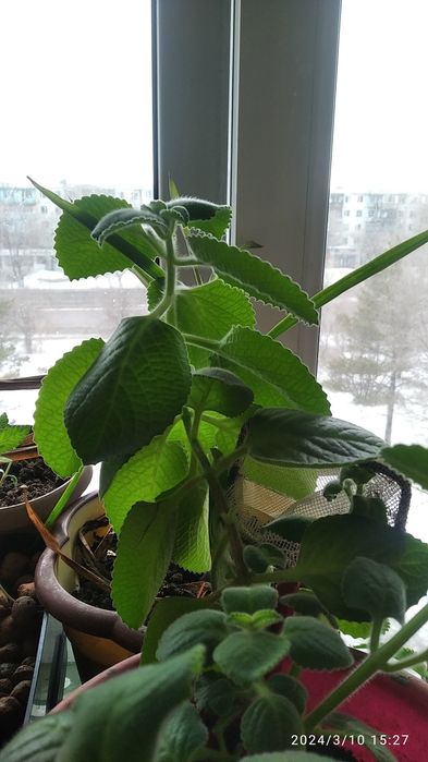 комнатная мята...