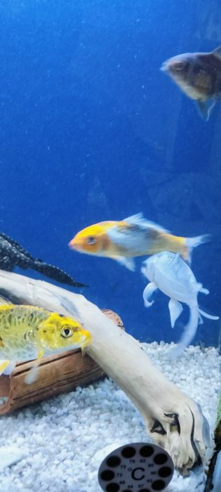 Кои корейский 15см 4шт 2 золотых 2 голубых за всех 300000 тысяч