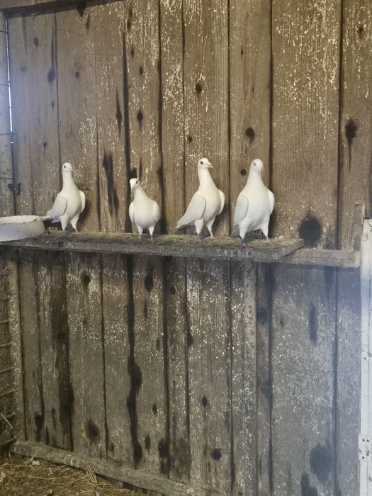 Porumbei voiajori albi